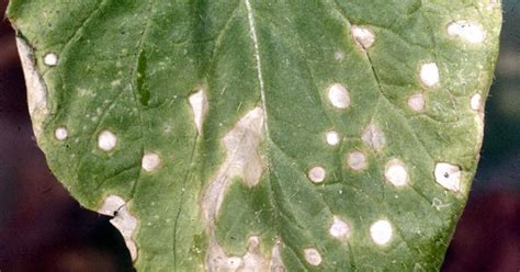 White spots on plant leaves. Things To Know About White spots on plant leaves. 